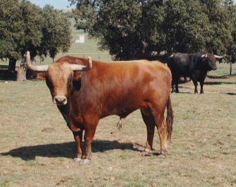 El toro bravo como elemento  dinamizador de la provincia en materia turística