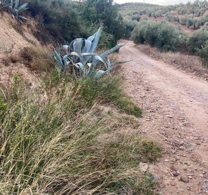 Comienza la reparación de caminos rurales del municipio de Bailén