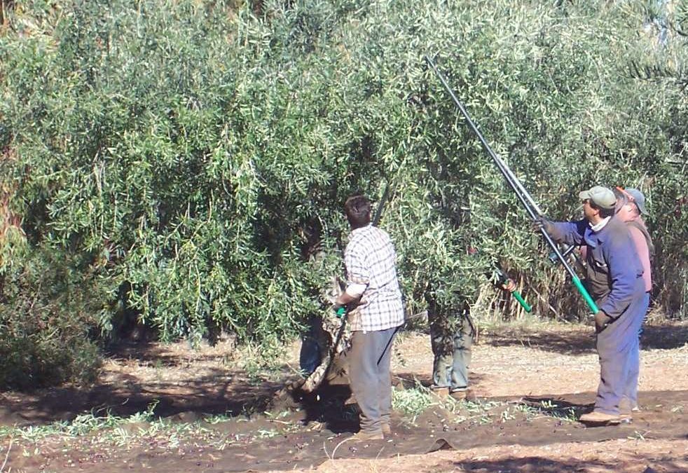 La campaña de aceituna pierde el 50% de jornales