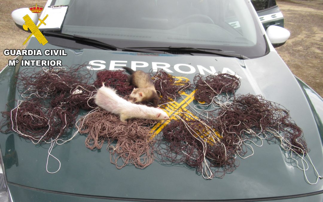 La Guardia Civil investiga al presunto autor de un Delito contra la Flora y Fauna en Alcaudete.