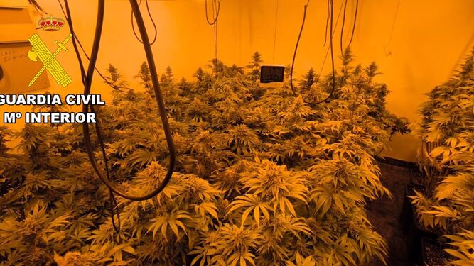 Dos detenidos al desmantelar una plantación de marihuana de alto rendimiento en una vivienda de Ribera Alta