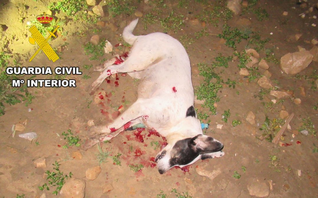 La Guardia Civil investiga al presunto autor de un Delito de Maltrato Animal.
