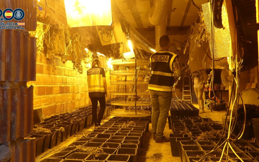 La Policía Nacional detiene Andújar a un varón que ocultaba 650 plantas de marihuana en un invernadero “indoor” en el sótano de una casa en construcción