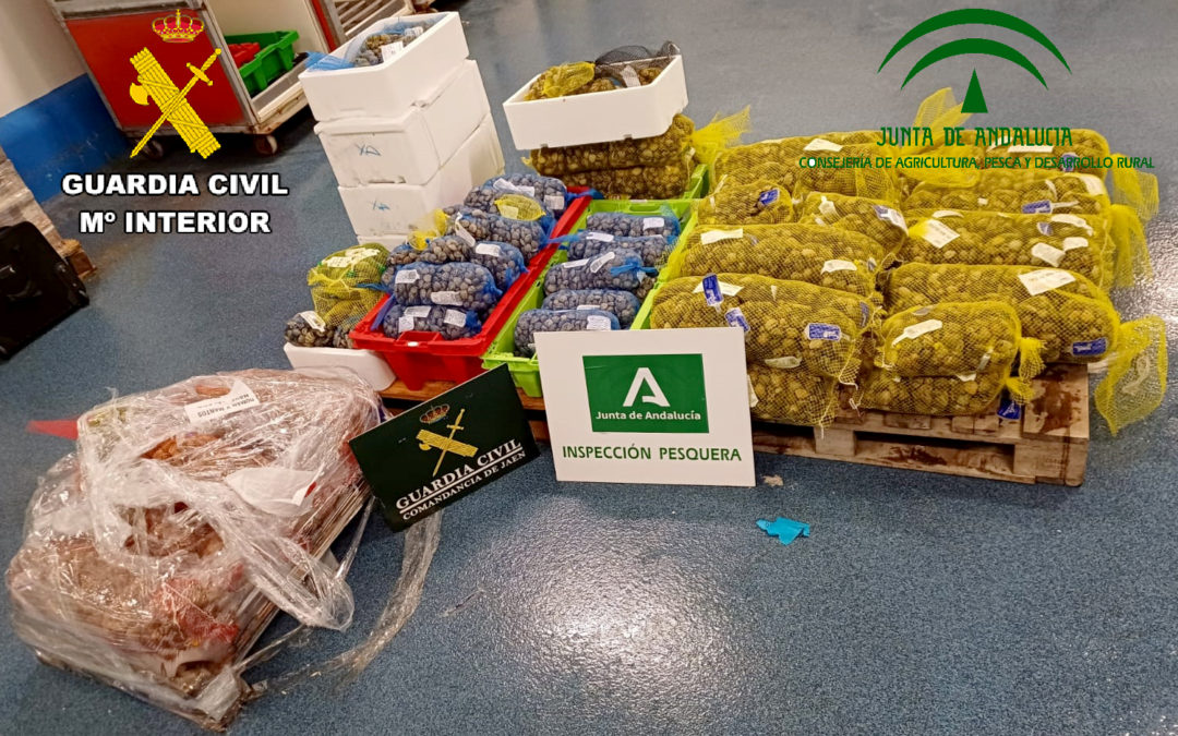 La Guardia Civil, ha intervenido 341 kilogramos de Chirla y Almeja Japonesa, con una talla inferior a la reglamentaria.