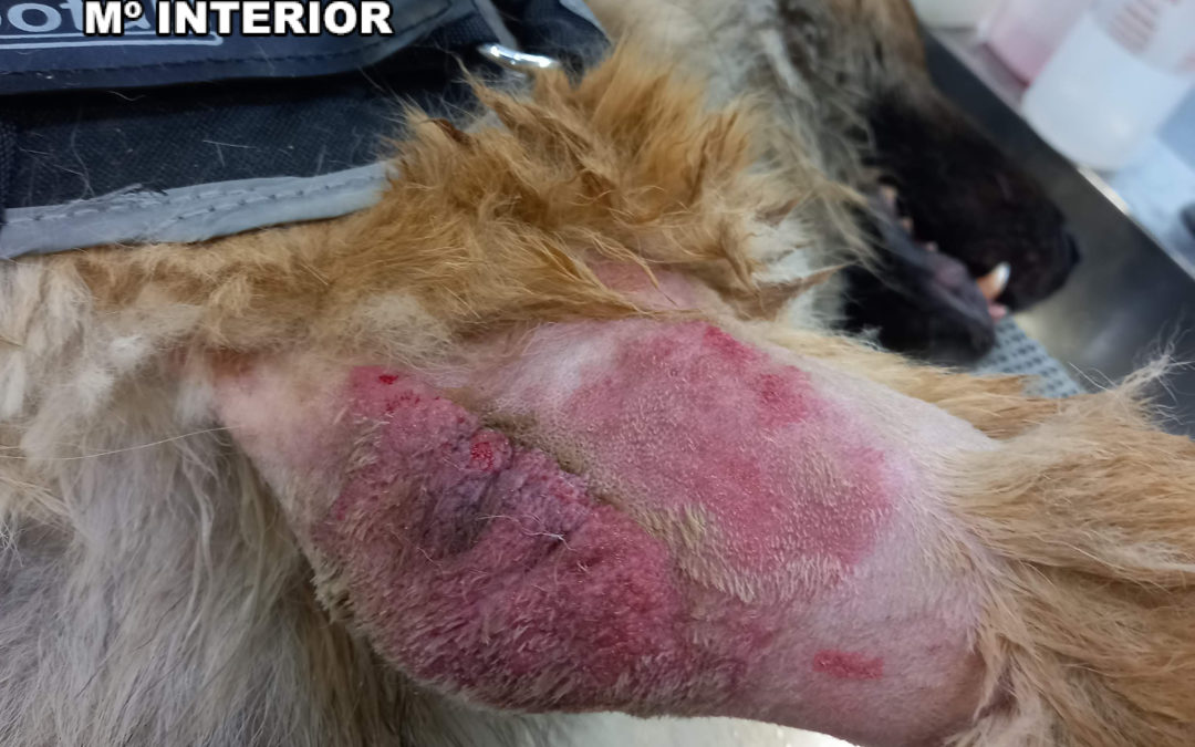 La Guardia Civil investiga al propietario de una residencia canina por supuesto maltrato animal