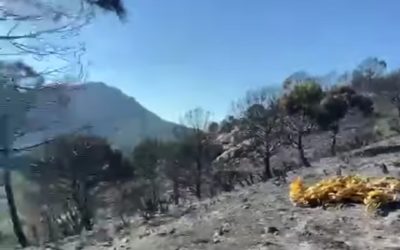 El incendio de Andújar (Jaén) tiene un impacto en más de 700 hectáreas y requiere la evacuación de “entre 400 y 500 personas”